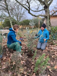 Haie brise vue comestible et mellifère chantier plantation avec cliente